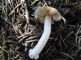 Inocybe grammata image