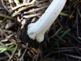 Inocybe grammata image