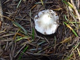Inocybe grammata image