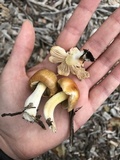 Bolbitius titubans var. olivaceus image