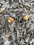 Bolbitius titubans var. olivaceus image