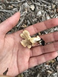 Bolbitius titubans var. olivaceus image