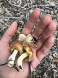 Bolbitius titubans var. olivaceus image