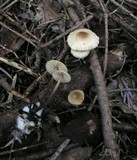 Marasmius wynneae image