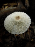 Leucocoprinus cepistipes image