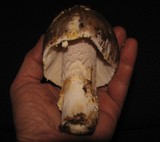 Amanita protecta image