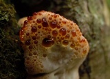 Inonotus dryadeus image