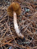 Tricholoma muricatum image