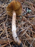 Tricholoma muricatum image