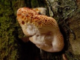 Inonotus dryadeus image