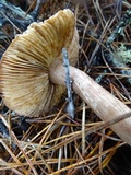 Tricholoma muricatum image