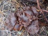 Tricholoma muricatum image