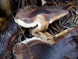 Tricholoma muricatum image