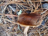 Tricholoma muricatum image