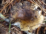 Russula cerolens image
