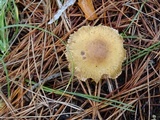 Inocybe xanthomelas image