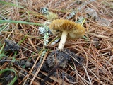 Inocybe xanthomelas image