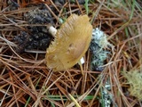 Inocybe xanthomelas image