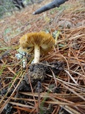 Inocybe xanthomelas image