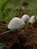 Panaeolus antillarum image
