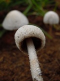 Panaeolus antillarum image