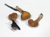Rhodocybe nitellina image