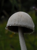 Panaeolus antillarum image