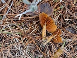 Cortinarius cinnamomeus image