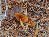 Cortinarius cinnamomeus image