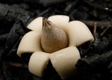 Geastrum morganii image