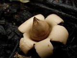 Geastrum morganii image