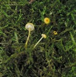 Rickenella fibula image