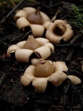 Geastrum morganii image