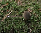 Simocybe centunculus var. centunculus image
