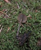 Simocybe centunculus var. centunculus image