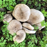 Clitocybe subconnexa image
