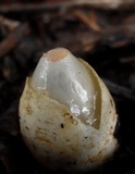 Phallus rubicundus image