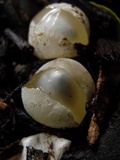 Phallus rubicundus image