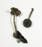 Simocybe centunculus var. centunculus image