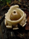 Geastrum triplex image