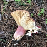 Russula rhodocephala image