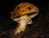 Amanita augusta image