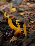Clavulinopsis helvola image