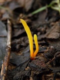 Clavulinopsis helvola image