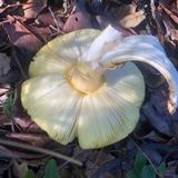 Amanita augusta image