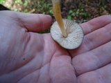Pluteus leoninus image