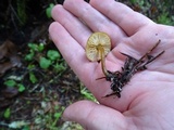Callistosporium luteo-olivaceum image