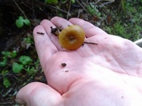 Callistosporium luteo-olivaceum image