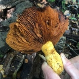 Gymnopilus ventricosus image