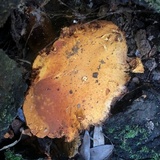 Gymnopilus ventricosus image